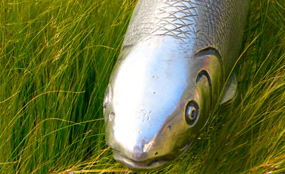 免费短信电话轰炸机